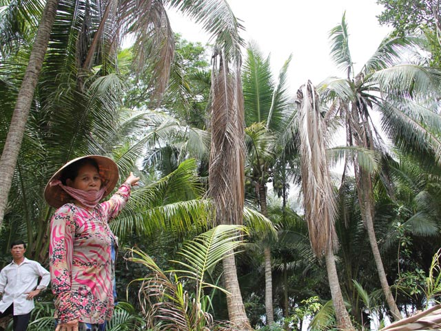 Tin[-]đồn[-]thất[-]thiệt[-]hại[-]uy[-]tín[-]giống[-]dừa[-]sáp[-]ươm[-]mầm[-]từ[-]phôi